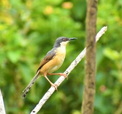 Prinia socialis