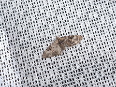 Eupithecia daemionata