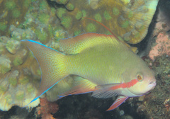 Pseudanthias huchtii