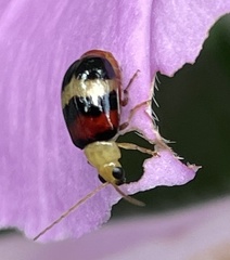 Monolepta orientalis