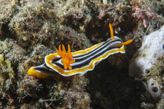 Chromodoris magnifica