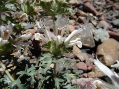 Lagochilus platycalyx