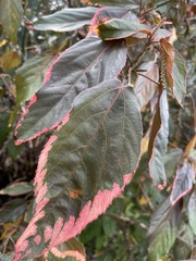 Acalypha wilkesiana