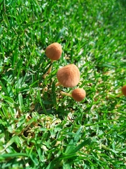 Panaeolus foenisecii