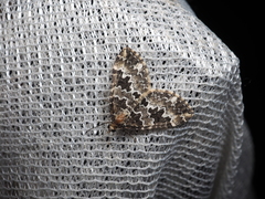 Electrophaes corylata