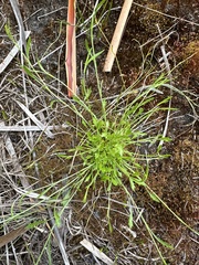 Actinotus omnifertilis