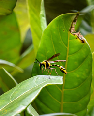 Phimenes flavopictus