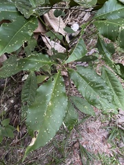 Diploglottis bracteata