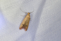 Tachystola hemisema