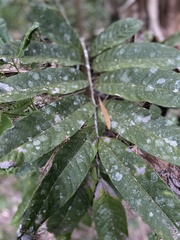 Diploglottis bracteata