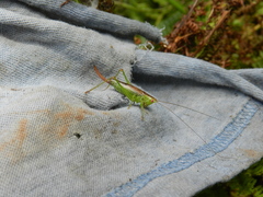 Conocephalus dorsalis