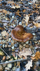 Tricholoma fracticum