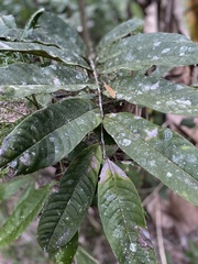 Diploglottis bracteata