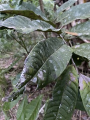 Diploglottis bracteata