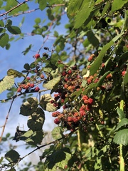 Rubus bifrons