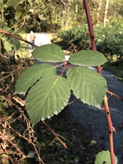 Rubus bifrons