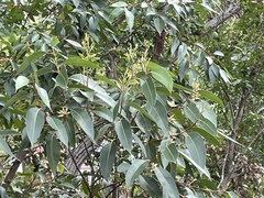 Eucalyptus marginata