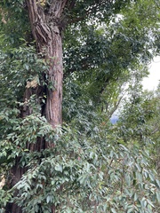 Eucalyptus marginata