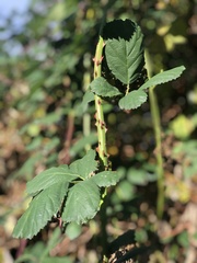 Rubus bifrons