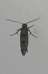 Parochmastis hilderi