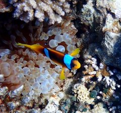 Amphiprion bicinctus