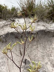 Anigozanthos flavidus