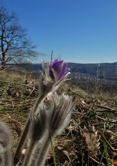Pulsatilla grandis