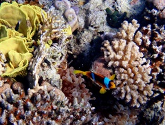 Amphiprion bicinctus