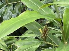 Hedychium flavescens