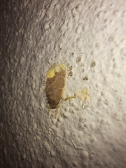 Orvasca subnotata