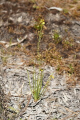 Bulbine semibarbata