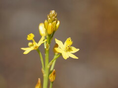 Bulbine semibarbata