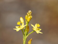 Bulbine semibarbata