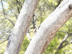 Climacteris picumnus