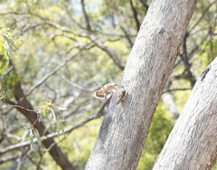 Climacteris picumnus