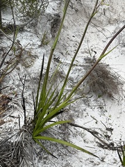 Anigozanthos flavidus