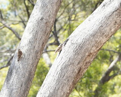 Climacteris picumnus