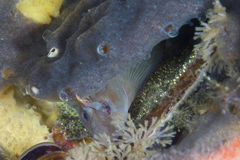 Parablennius tasmanianus