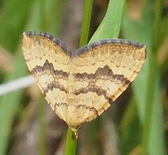 Chrysolarentia correlata