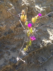 Drosanthemum candens