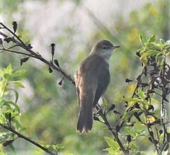 Acrocephalus stentoreus