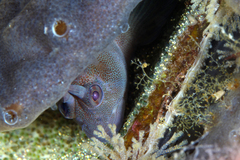 Parablennius tasmanianus