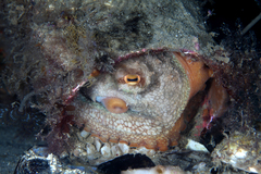 Octopus pallidus
