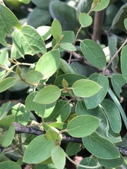 Sphedamnocarpus pruriens