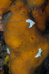 Trapania aureopunctata