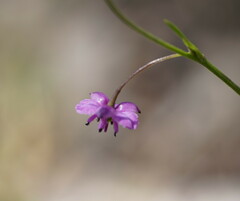 Arthropodium minus