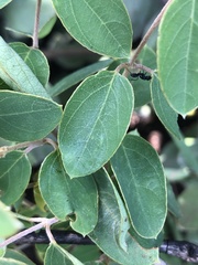 Sphedamnocarpus pruriens