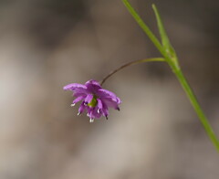 Arthropodium minus
