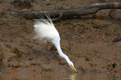 Ardea alba