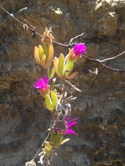 Drosanthemum candens